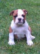 Bulldog Inglês Bulldog Inglês