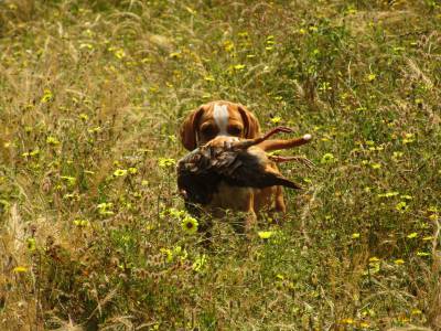 Perdigueiro Portugus - Cachorro Macho