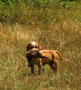 Perdigueiro Portugus - Cachorro Macho