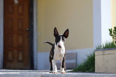 Bull Terrier Miniatura