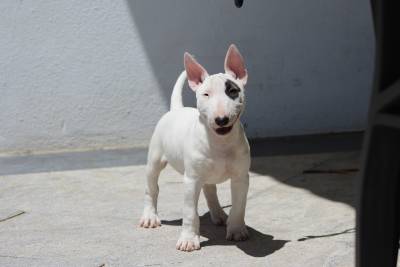 Bull Terrier Miniatura