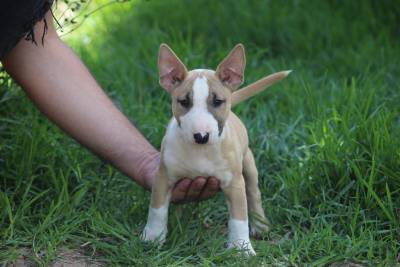 Bull Terrier Miniatura