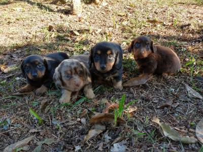 Dachshund pelo longo lindos filhotes disponveis