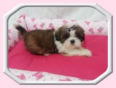 SHIH TZU MACHOS E FMEAS