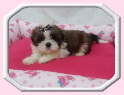 SHIH TZU MACHOS E FMEAS