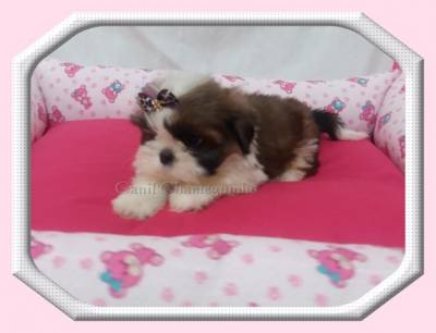 SHIH TZU MACHOS E FMEAS