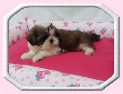 SHIH TZU MACHOS E FMEAS