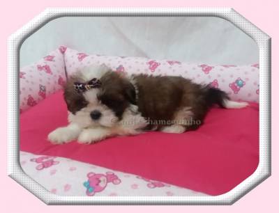 SHIH TZU MACHOS E FMEAS