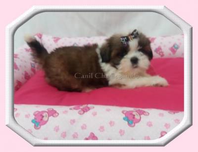 SHIH TZU MACHOS E FMEAS