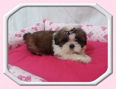 SHIH TZU MACHOS E FMEAS