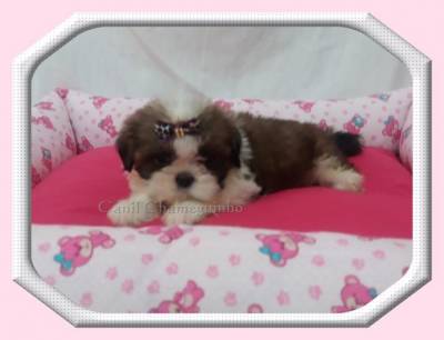 SHIH TZU MACHOS E FMEAS