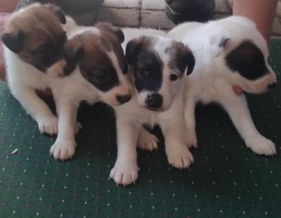 Fox terrier plo liso ninhada