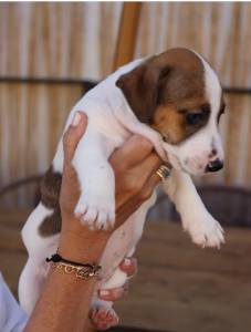 Venda de Jack Russel Terrier