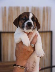 Venda de Jack Russel Terrier