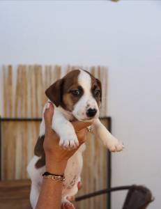 Venda de Jack Russel Terrier