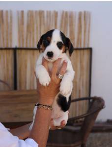 Venda de Jack Russel Terrier