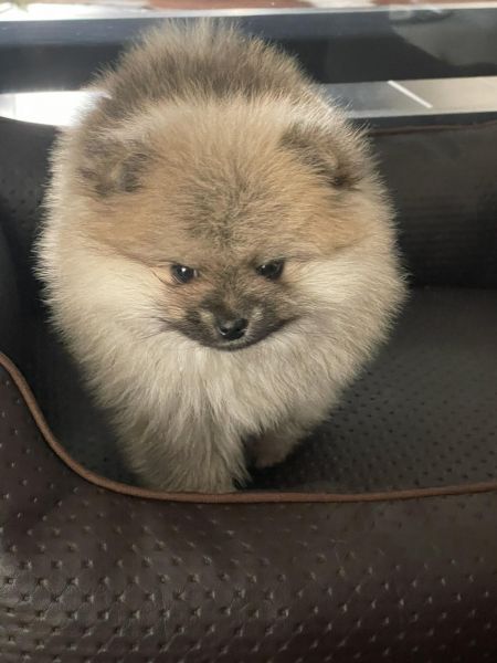 Spitz Alemo  Lulu Pomernia  com LOP Pedigree 