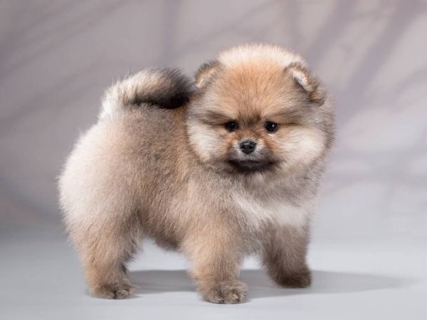 Spitz Alemo  Lulu Pomernia  com LOP Pedigree 