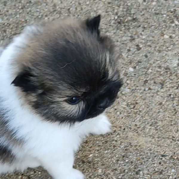 Spitz Alemo  Lulu Pomernia  com LOP Pedigree 