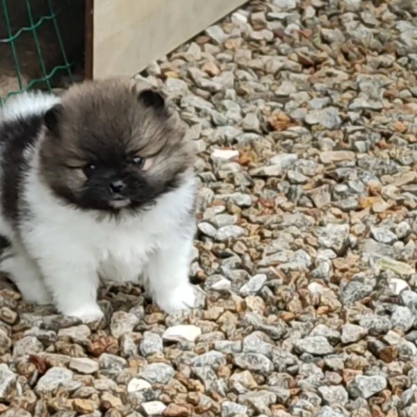 Spitz Alemo  Lulu Pomernia  com LOP Pedigree 