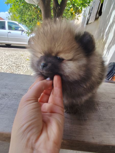 Spitz Alemo  Lulu Pomernia  com LOP Pedigree 