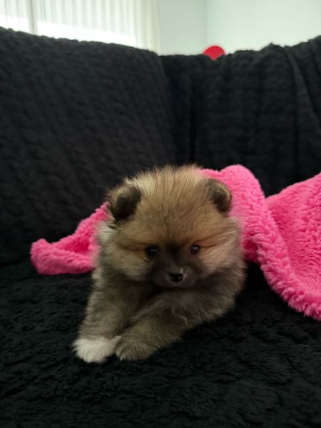 Spitz Alemo  Lulu Pomernia  com LOP Pedigree 