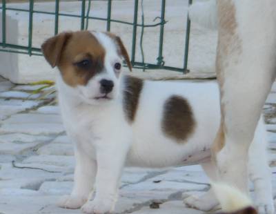 Cachorros Jack Russell com LOP Descendentes de Campees