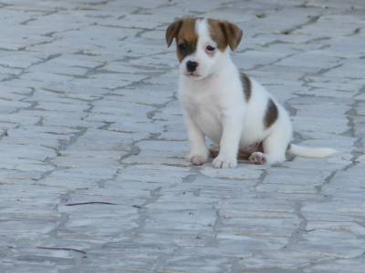 Cachorros Jack Russell com LOP Descendentes de Campees