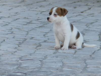 Cachorros Jack Russell com LOP Descendentes de Campees