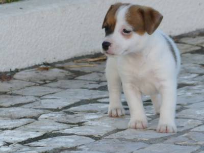 Cachorros Jack Russell com LOP Descendentes de Campees