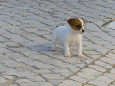 Cachorros Jack Russell com LOP Descendentes de Campees