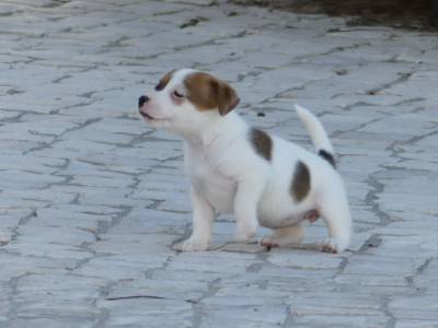 Cachorros Jack Russell com LOP Descendentes de Campees