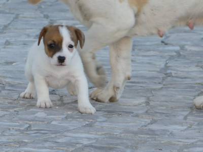 Cachorros Jack Russell com LOP Descendentes de Campees