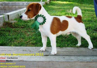 Cachorros Jack Russell com LOP Descendentes de Campees