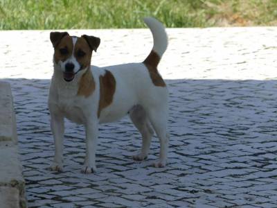 Cachorros Jack Russell com LOP Descendentes de Campees