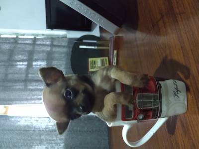 Chihuahua minusculos filhotes disponveis