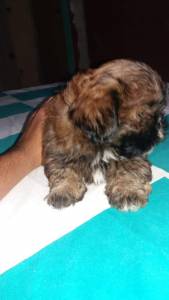 Shihtzu york Maltes Spitz Alemao poodle divide em dose vezes no cartao