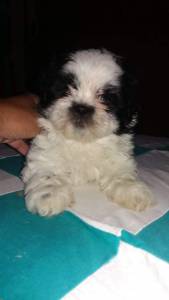 Shihtzu york Maltes Spitz Alemao poodle divide em dose vezes no cartao