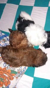 Shihtzu york Maltes Spitz Alemao poodle divide em dose vezes no cartao