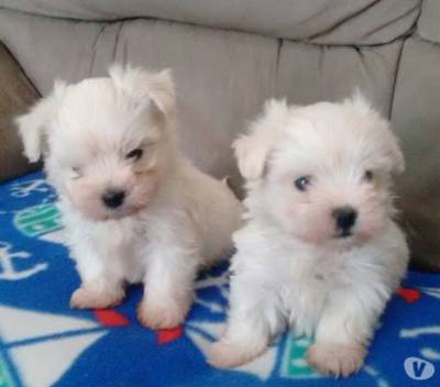 Shihtzu york Maltes Spitz Alemao poodle divide em dose vezes no cartao