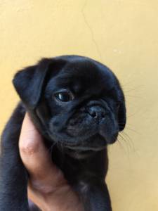 Pug timo padro 