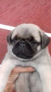 Pug timo padro 