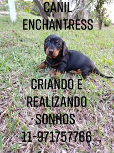 Dachshund anes e miniaturas filhotes disponveis canil Enchantress