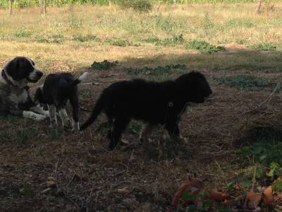 Cachorro Serra d Aires