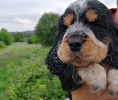 CACHORROS COCKER SPANIEL 