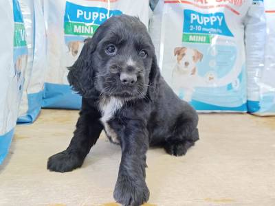 CACHORROS COCKER SPANIEL 