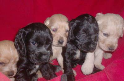 CACHORROS COCKER SPANIEL 