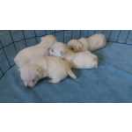 West Highland White Terrier Westies lindos filhotes Macho e Fêmea