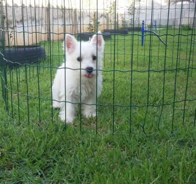 Linda filhote de westie fêmea Linda filhote de westie fêmea