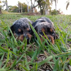 Dachshund filhotes anes e miniaturas disponveis vrias cores